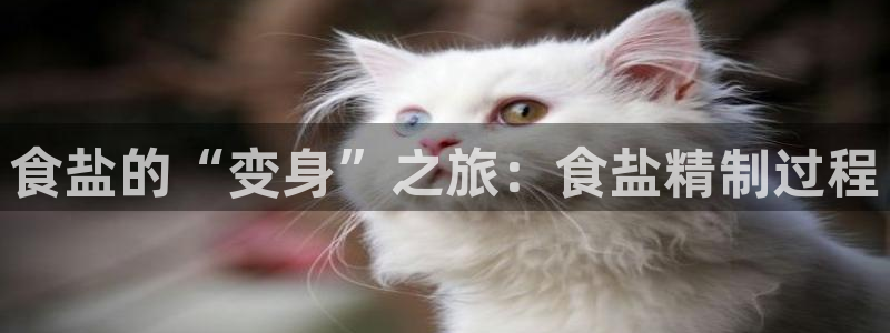 威九国际动漫